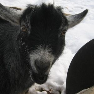 Meet your Posher, Lori